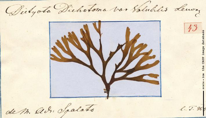 Dictyota dichotoma var volubilis_43.jpg